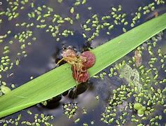 Image result for Greater Duckweed