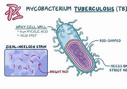 Image result for Bacterium Mycobacterium Tuberculosis