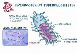 Image result for Mycobacterium Species