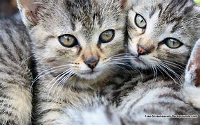 Image result for Free Cat Screensavers for Computers