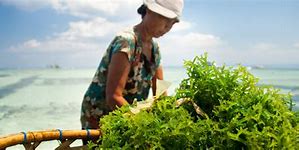 Image result for Seaweed Farming