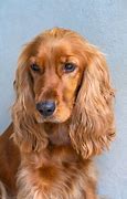 Image result for Brown English Cocker Spaniel