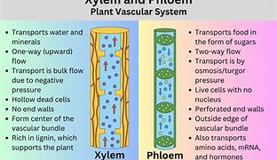 Image result for Xylem Vessesls