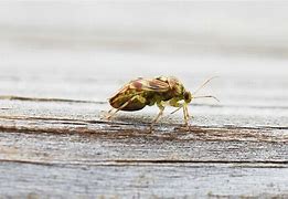 Image result for Tarnished Plant Bug