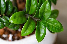 Image result for Tikta Plant