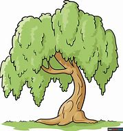 Image result for Calm Willow Tree