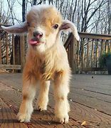 Image result for Cute Goat