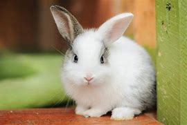 Image result for Pet Bunny Rabbit