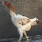 Image result for Malay Chicken Bird