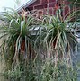 Image result for Do Spider Plants Flower