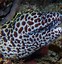 Image result for A Moray Eel