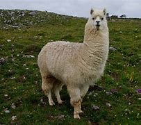 Image result for Wild Lama Photos