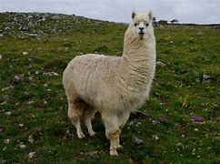 Image result for lama animal