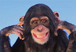 Image result for Funny Things Monkey Only