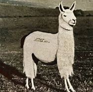 Image result for Kaiwaii Lama