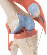 Image result for Knee Model Labeled