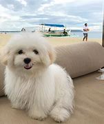 Image result for Nimbus the Dog