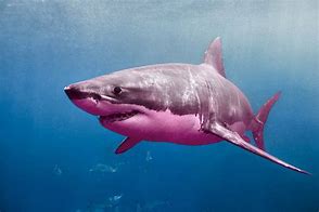 Image result for Real Pink Sharks