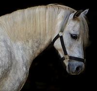 Image result for Splash Welsh Pony