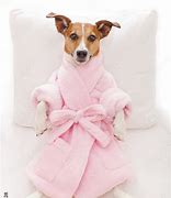 Image result for Dog Spa Pics