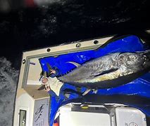 Image result for Giant Bluefin