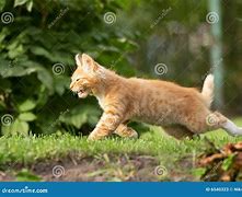 Image result for Kitten Running