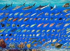 Image result for Coral Reef Fish