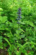 Image result for Ajuga Colors