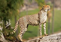 Image result for Cheetah Rhino