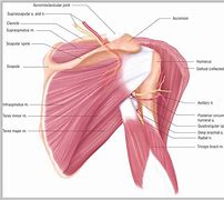 Image result for Shoulder Muscle Groups