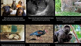 Image result for Animal Research in the Wild