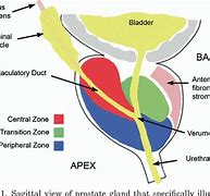 Image result for Shape of Prostate