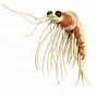 Image result for Krill Illustration