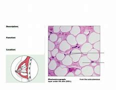 Image result for Adipose Tissue Labelled Diagram