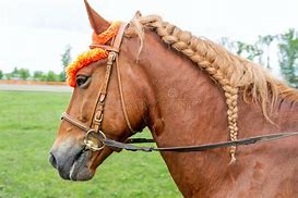 Image result for Braided Horse Mane