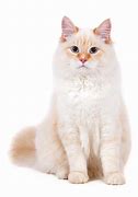 Image result for Orange Tabby Cat Big Stock