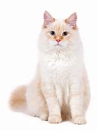 Image result for Orange Striped Tabby Cat