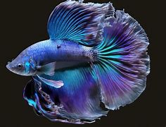 Image result for Purple Betta