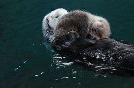 Image result for Sea Otter