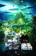 Image result for Aquarium Night Events