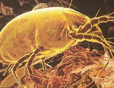 Image result for Wasll Mites