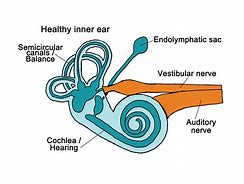 Image result for Ear Canal Diagram