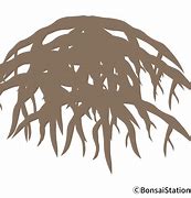 Image result for Bonsai Root Rot