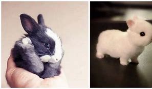 Image result for Super Cute Baby Bunnies