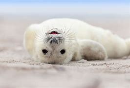 Image result for Grey Seal the Wash