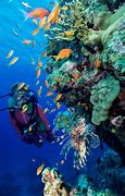 Image result for Isla Del Coco Diving