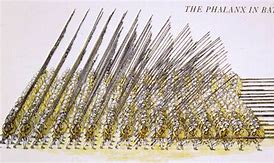 Image result for Macedonian Phalanx Formation