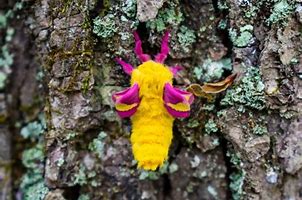 Image result for Australian Moth with Two Wings