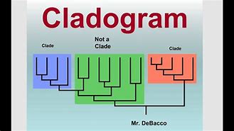 Image result for Talking Clade