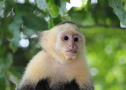 Image result for Dieko as a Monkey